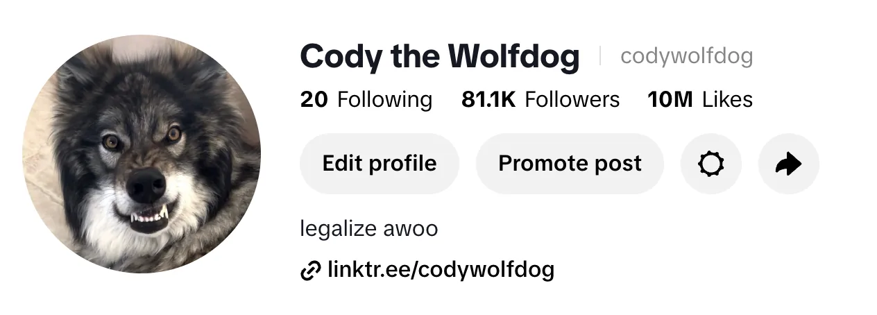 Cody the Wolfdog - organic social growth to 80k TikTok followers, 35k on Instagram, with videos passing 25.9 million views